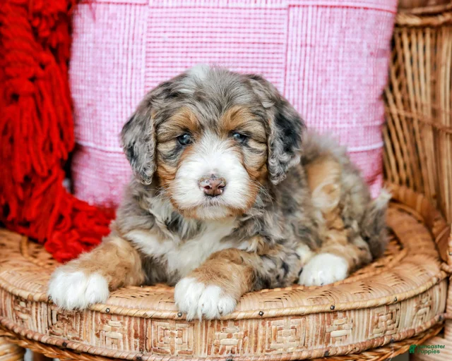 Gallery Image {{count}}