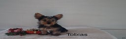 Yorkshire Terrier dogs for sale: Tobias - Ad 2