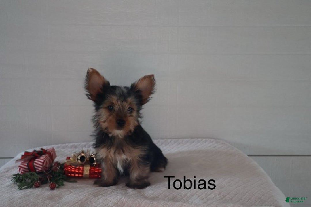 Yorkshire Terrier dogs for sale: Tobias - Ad 2