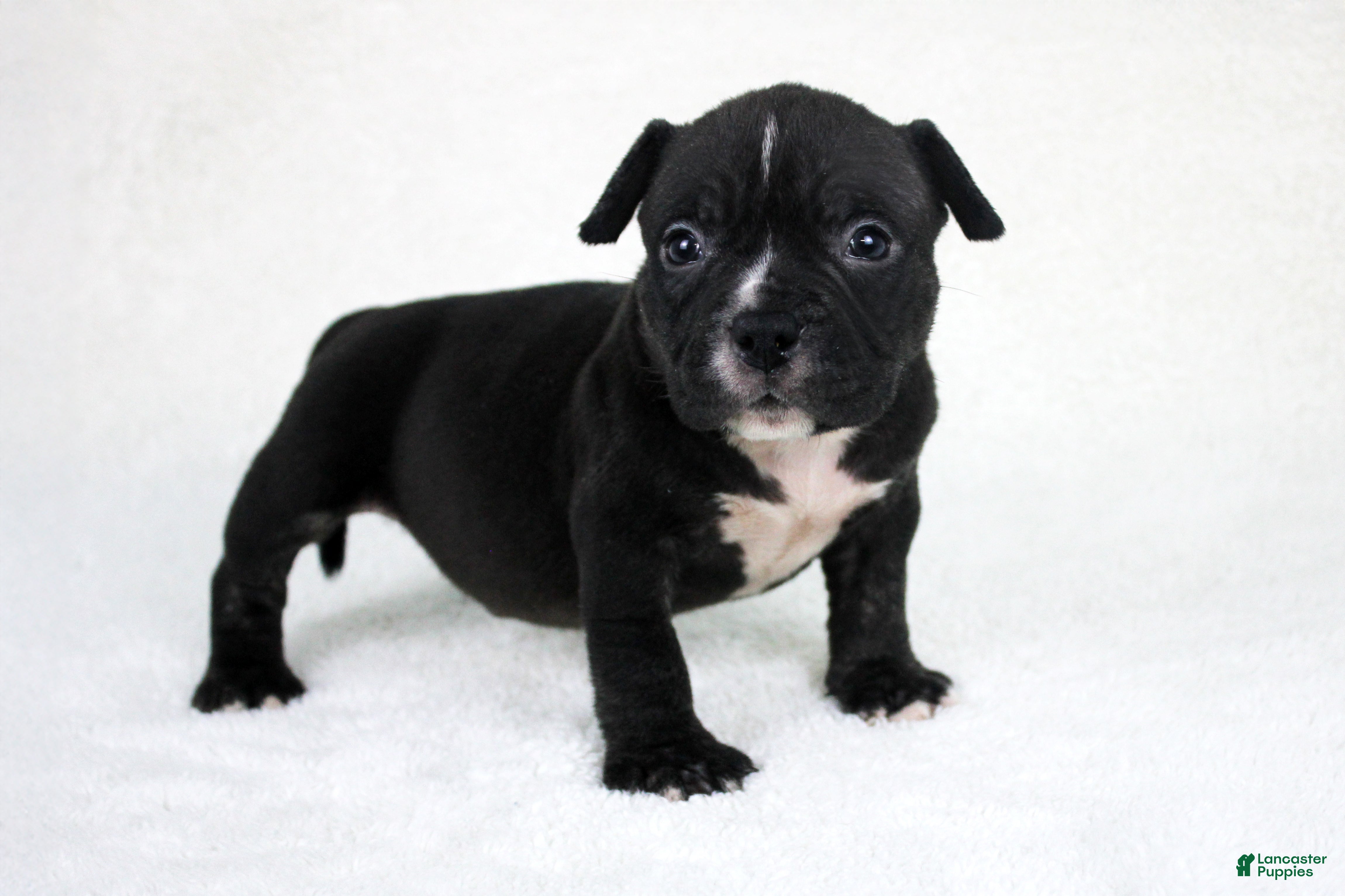 American Bully dogs Black/White Male - Ad 9