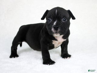 American Bully dogs Black/White Male - Ad 9