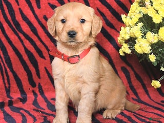 Golden Retriever dogs - Ad 19