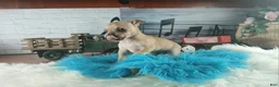 Chihuahua dogs for sale: Haleys fawn boy - Ad 7