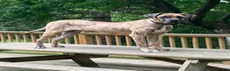 Great Dane dogs for sale: Brindy - Ad 7
