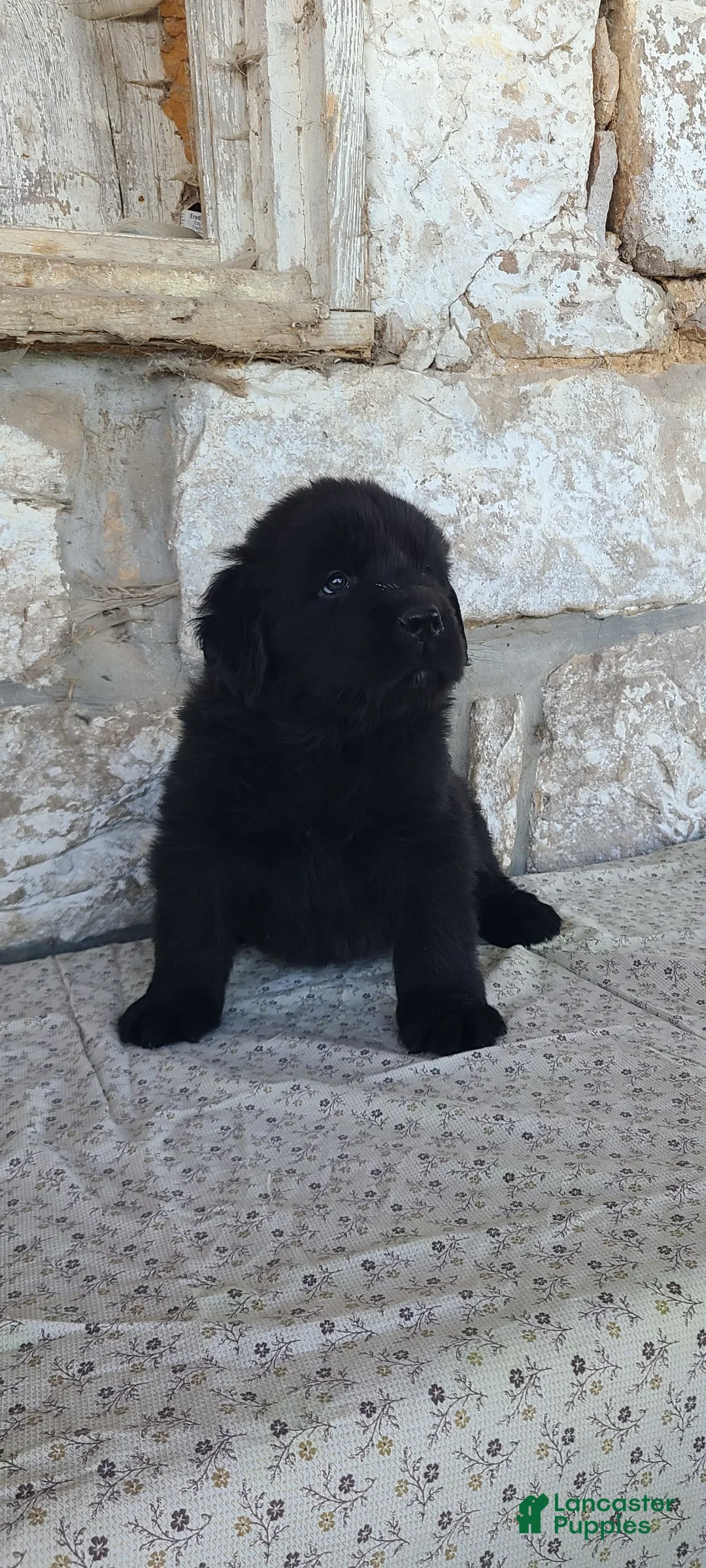 Newfoundland dogs for sale: Newfoundland Puppy 1 - Ad 1