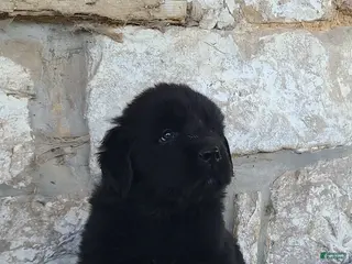 Newfoundland dogs Newfoundland Puppy 1 - Ad 33