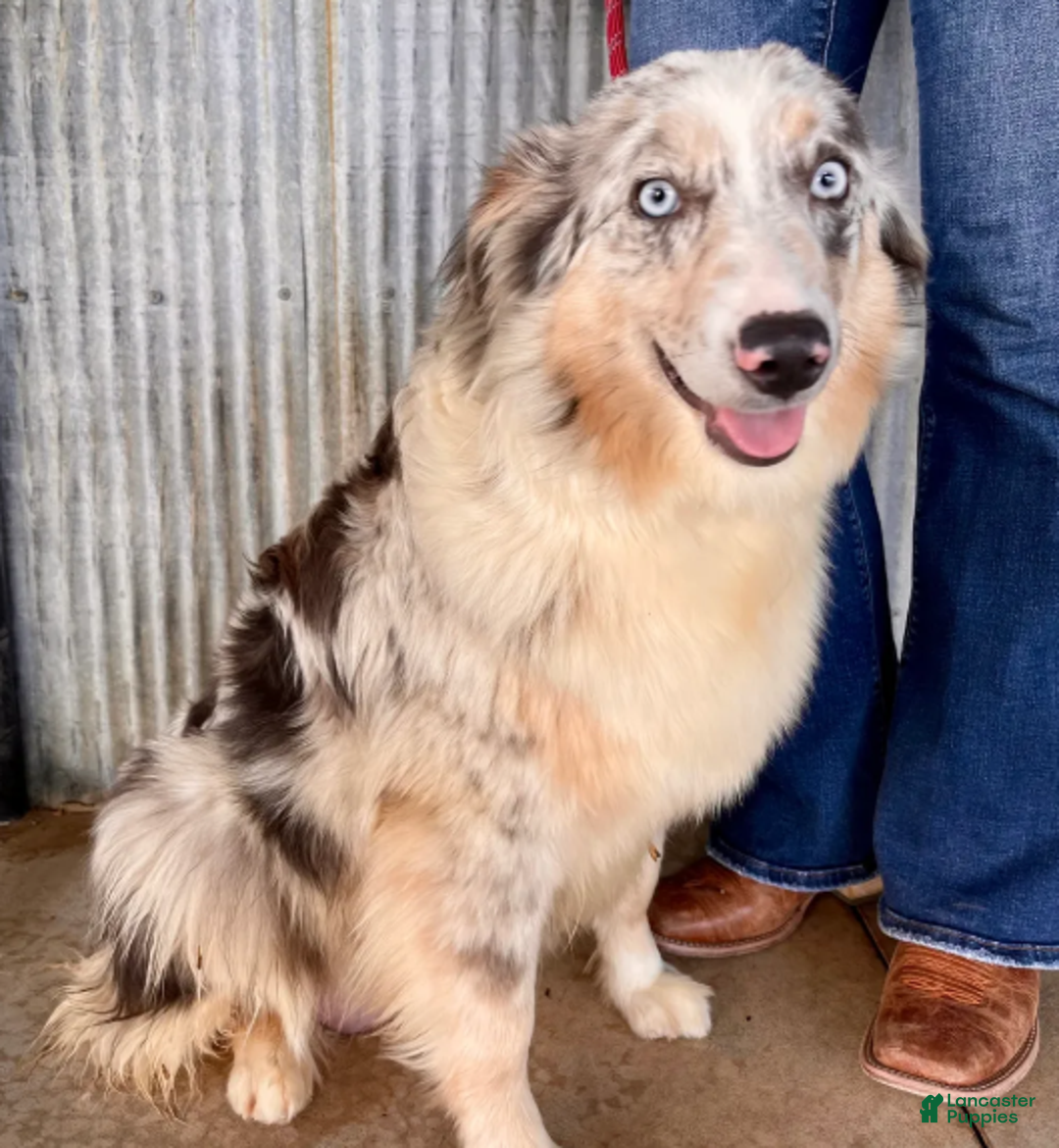 Australian Shepherd dogs for sale: Blue Merle Male - Ad 4