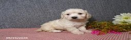 Bichpoo dogs for sale: Tessa - Ad 5