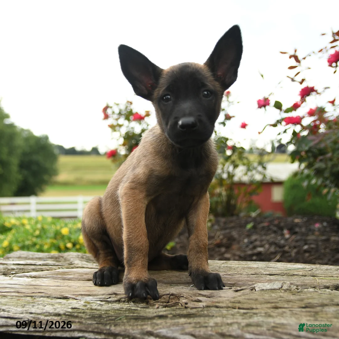Belgian Malinois dogs for sale: Nala - Ad 3