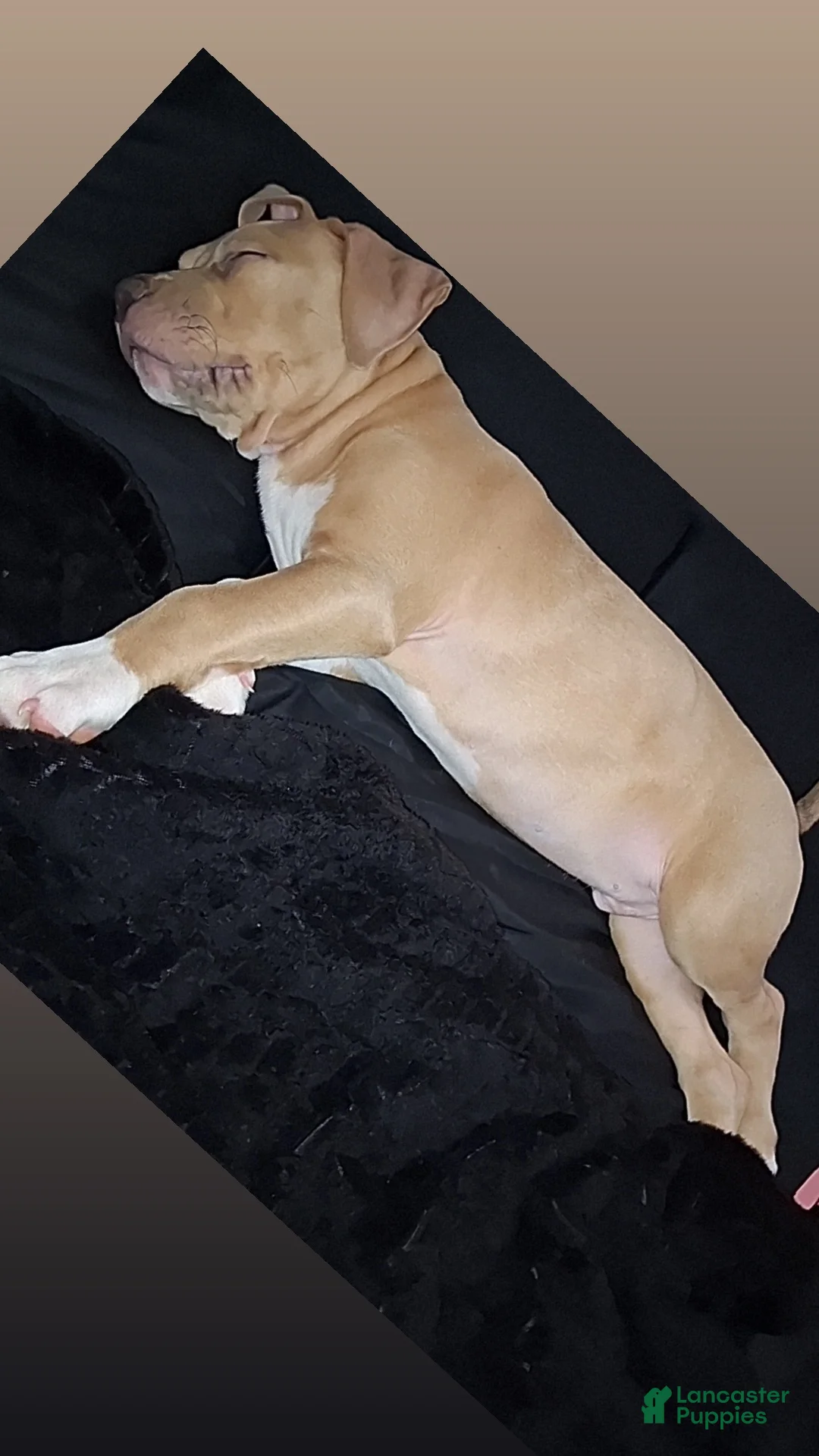 Mixed Breed dogs for sale: King - Ad 2