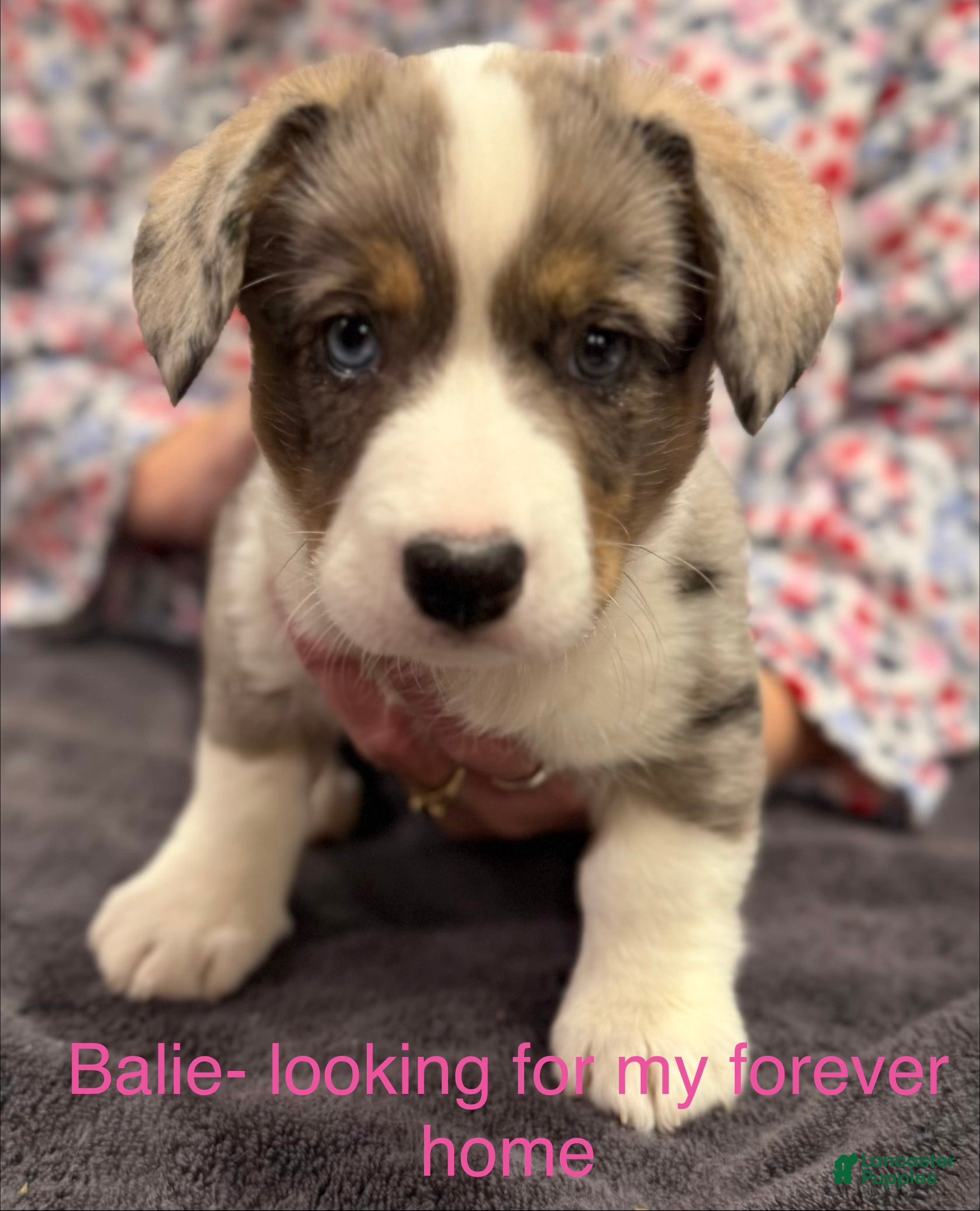 Welsh Corgi Cardigan dogs Bailie - Ad 2