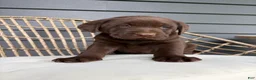 Labrador Retriever dogs for sale: Jett - Ad 3