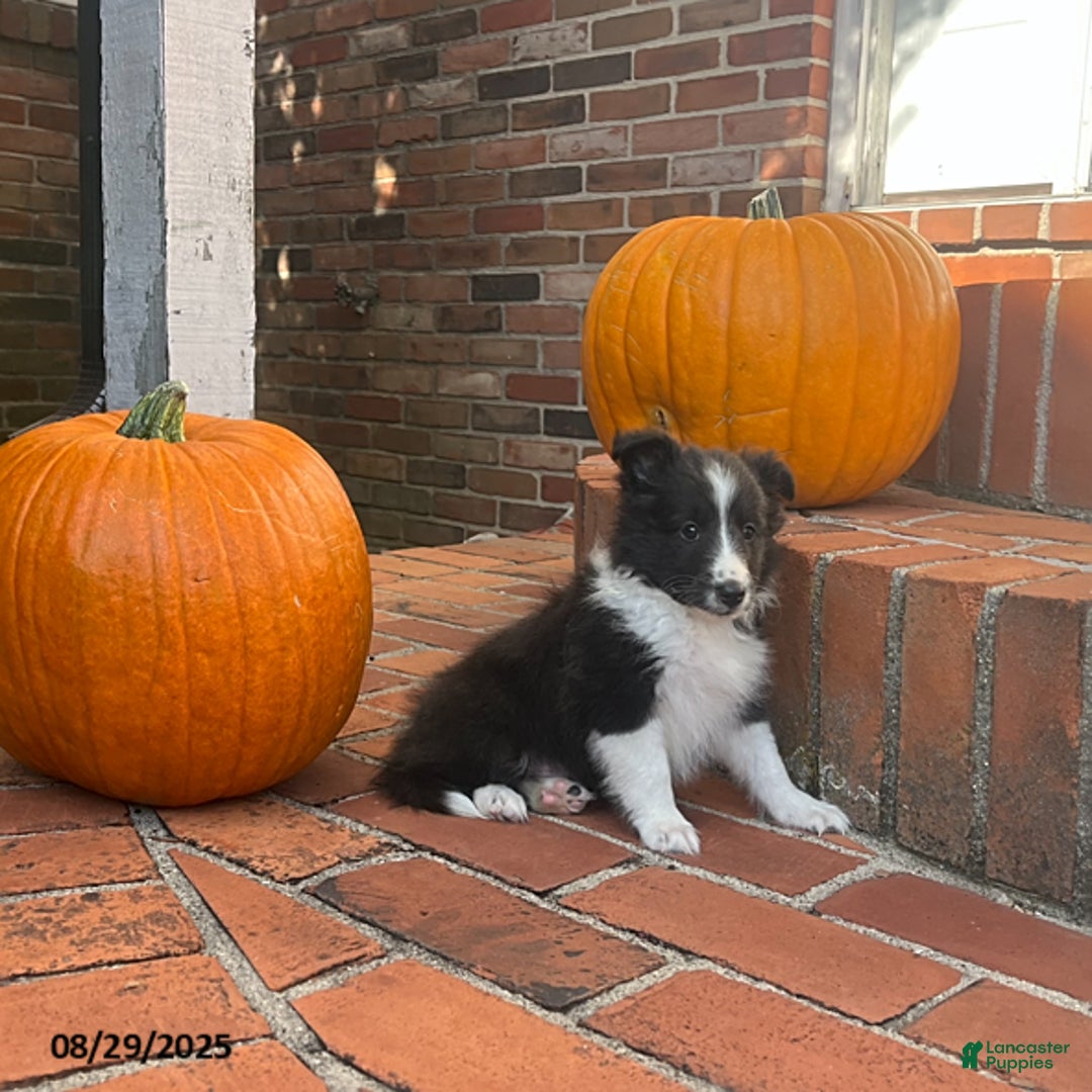 Shetland Sheepdog dogs for sale: Herbert - Ad 3