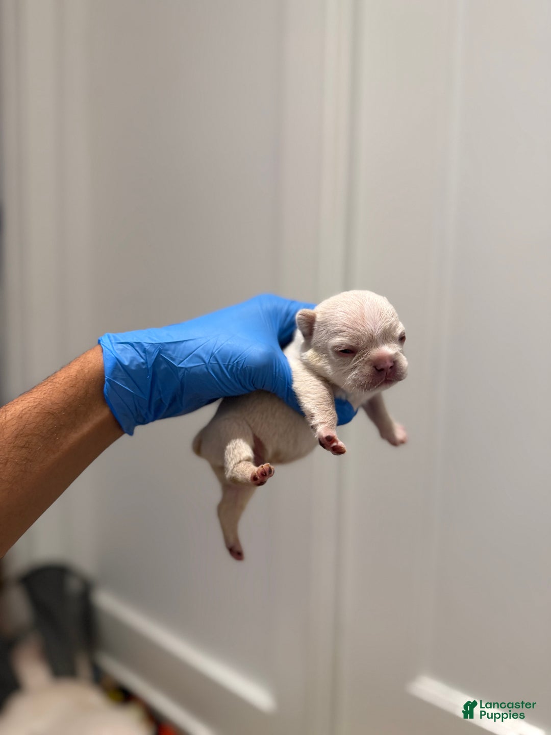 French Bulldog dogs for sale: Frost - Ad 4