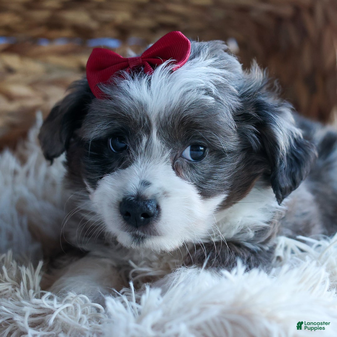 Mini Aussiedoodle dogs for sale: LEON - Ad 15