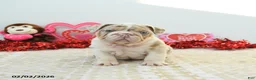 English Bulldog dogs for sale: Rex - Ad 4