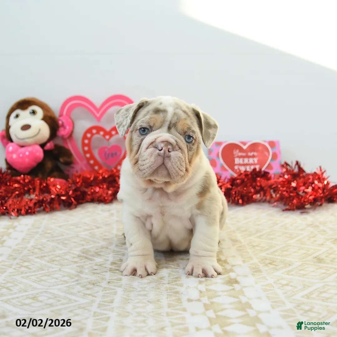 English Bulldog dogs for sale: Rex - Ad 4