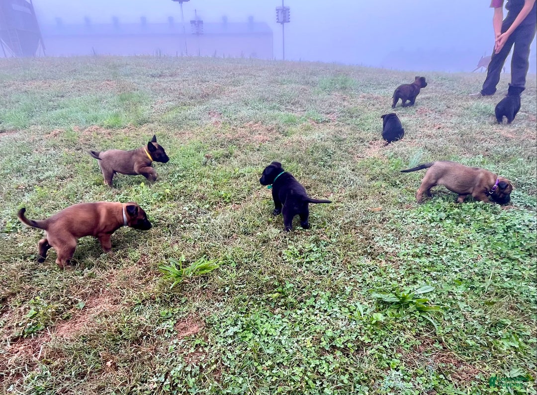 Belgian Malinois dogs for sale: Mocha ❤️alpha Akc Beauty 717-202-9120 - Ad 3