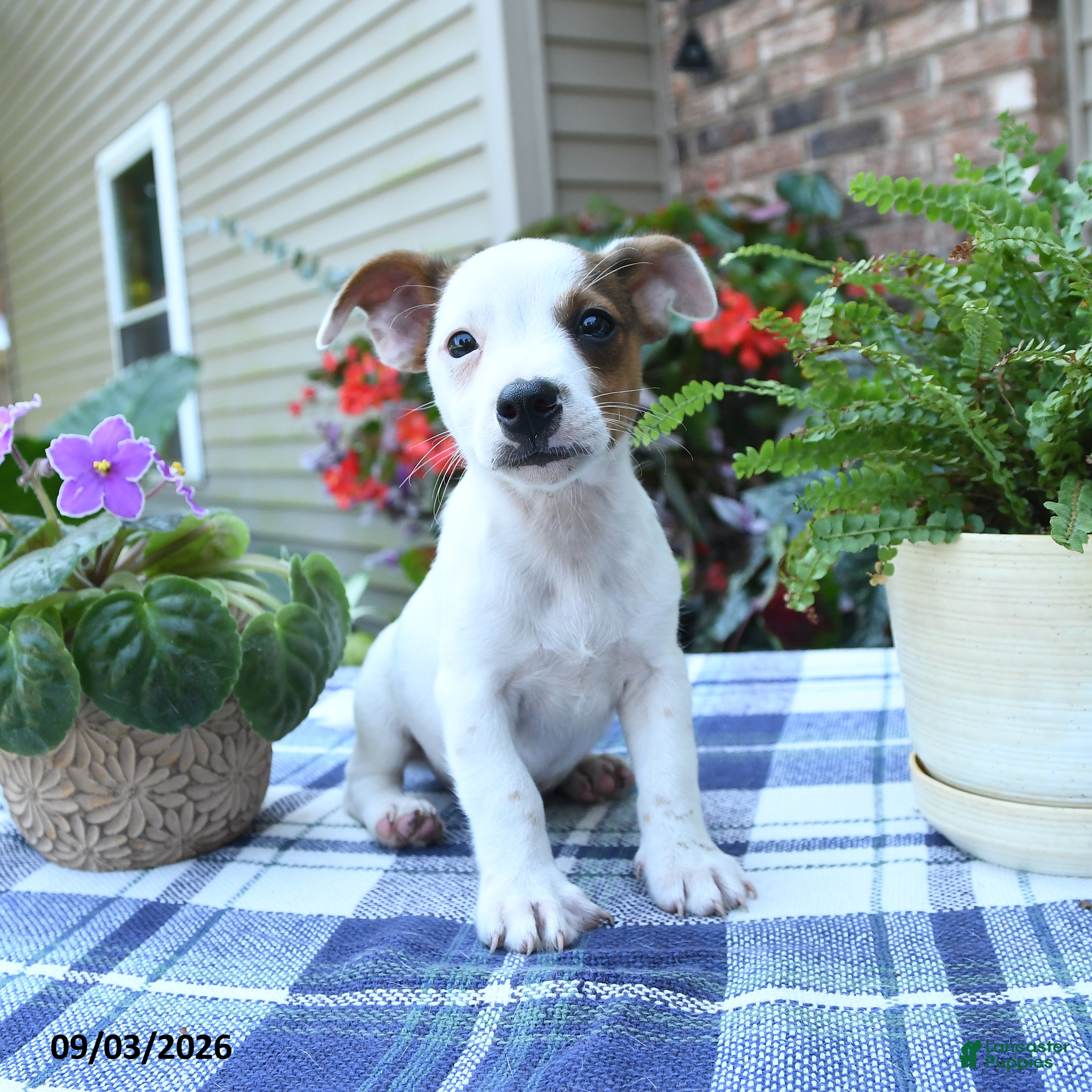 Jack Russell Terrier dogs Charlie - Ad 1