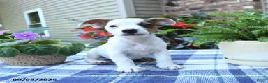 Charlie