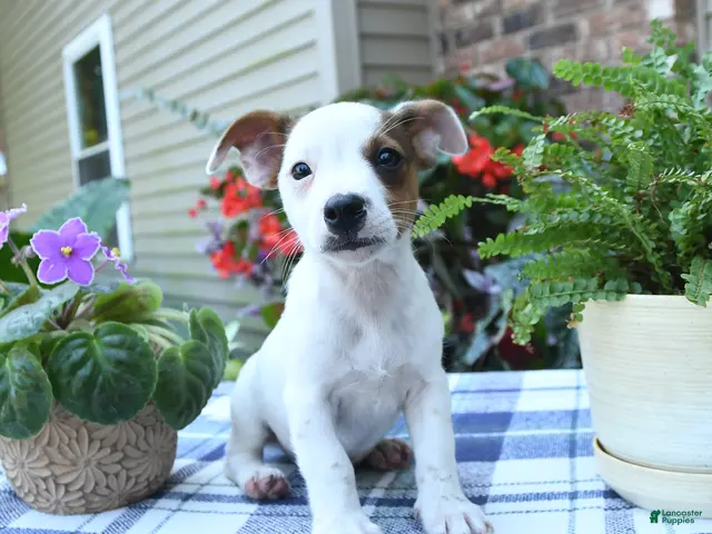 Jack Russell Terrier dogs for sale: Charlie - Ad 1
