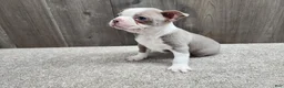 Boston Terrier dogs for sale: Boston Terrier Puppy 1 - Ad 7
