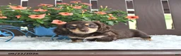 Miniature Dachshund dogs for sale: Kase - Ad 3