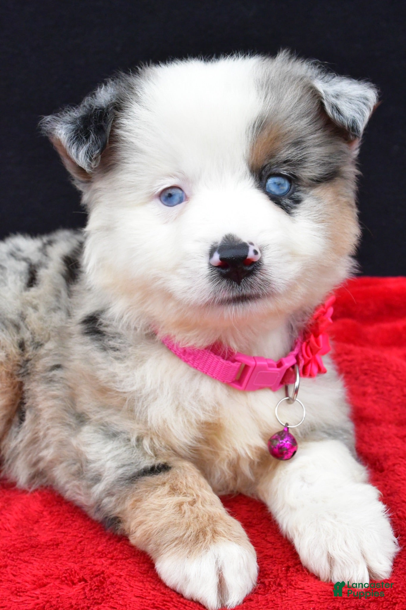 Miniature Australian Shepherd dogs Carmen - Ad 2