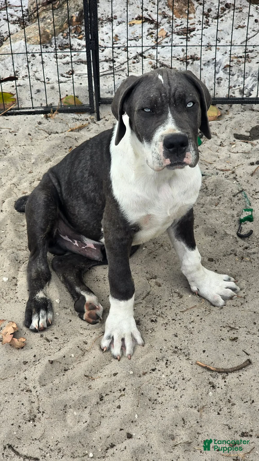 Cane Corso dogs for sale: Gunner - Ad 2