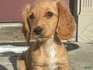 Miniature Dachshund dogs Debbie - Ad 1