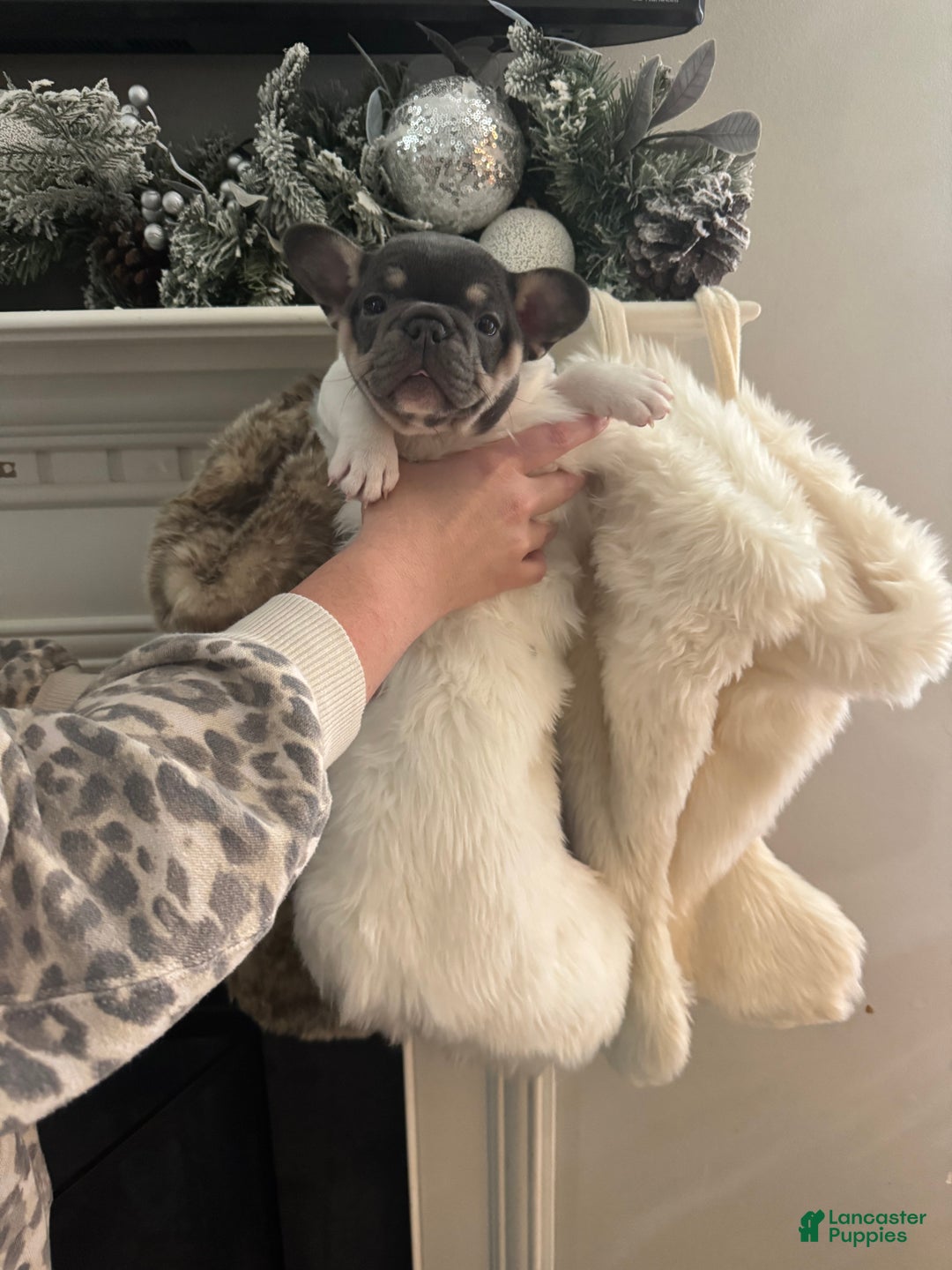 French Bulldog dogs for sale: 🎄 AKC Registered Rare Blue Pied French Bulldog Puppy – Ready for the Holidays! - Ad 7
