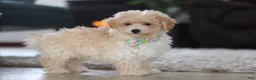 Maltipoo dogs for sale: Bodie - Ad 4