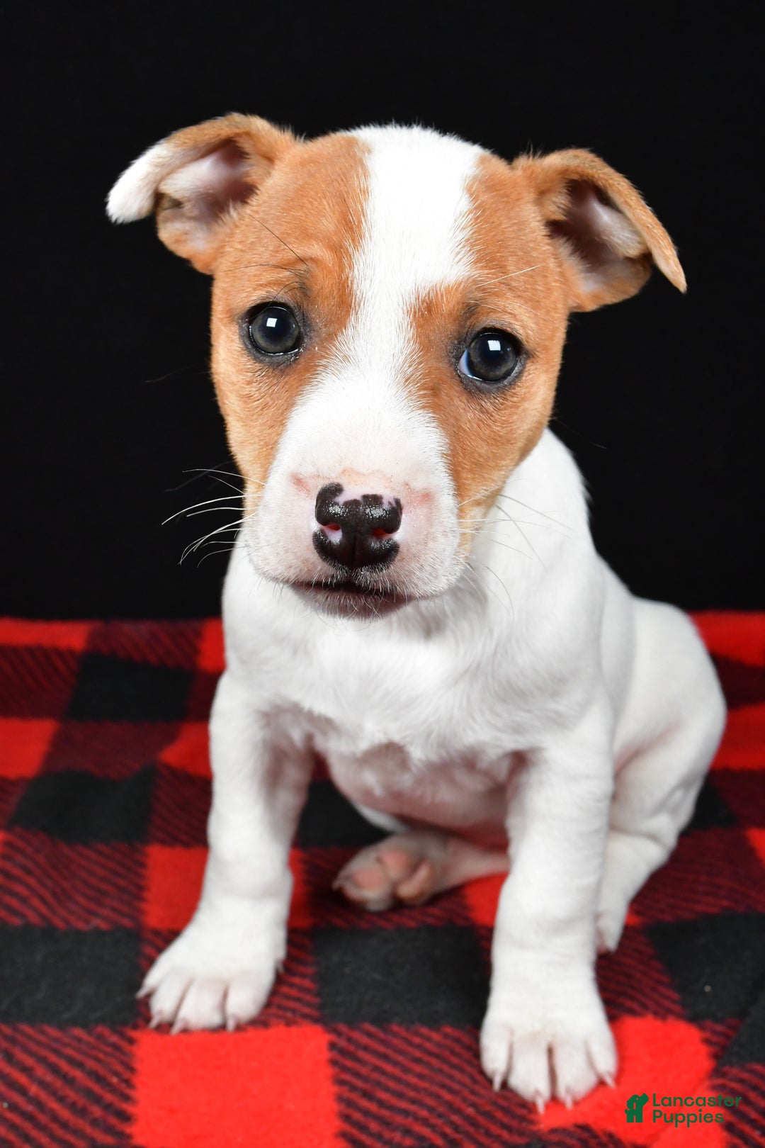 Jack Russell Terrier dogs for sale: Muffin - Ad 2