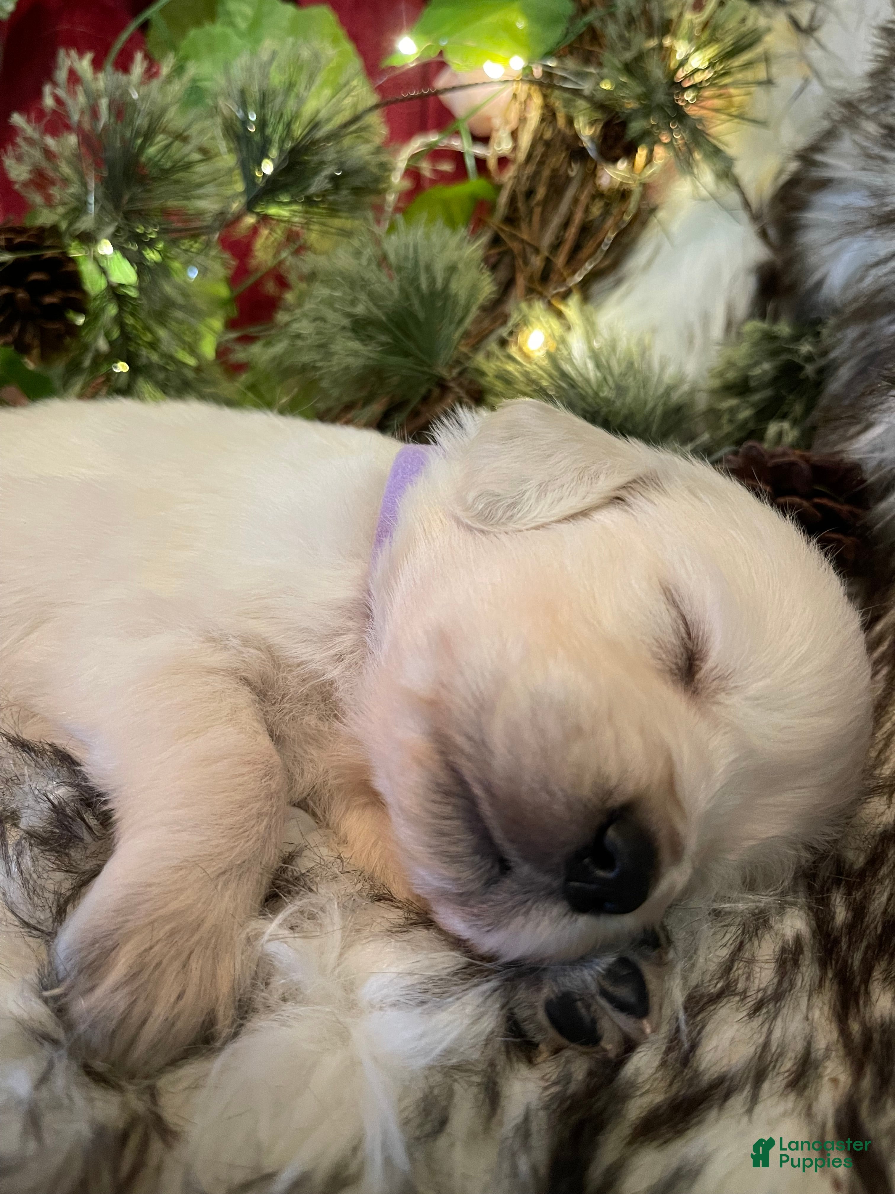 Golden Retriever dogs Milly - Ad 2