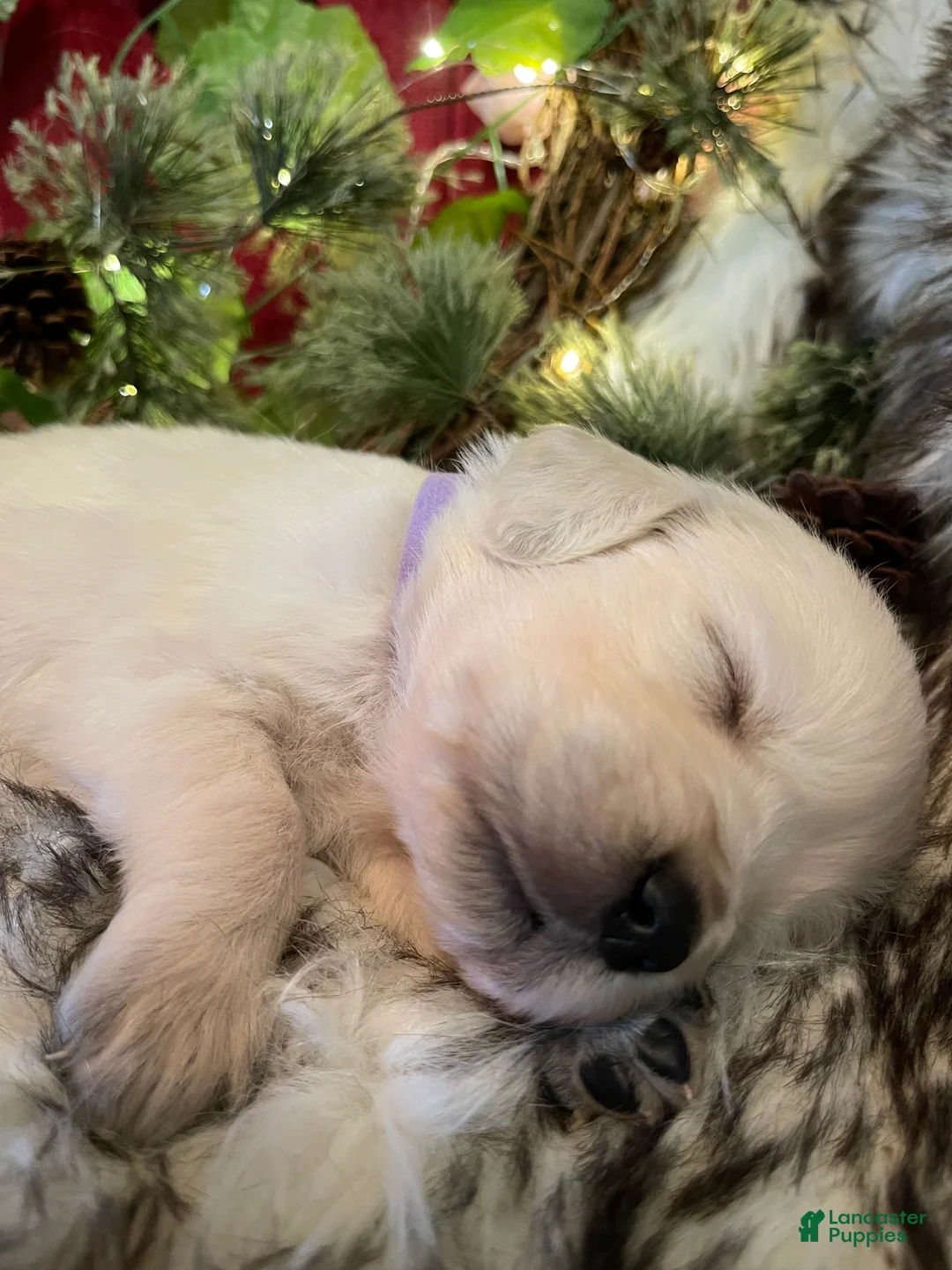 Golden Retriever dogs for sale: Milly - Ad 2