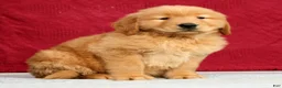 Golden Retriever dogs for sale: Elliott - Ad 3