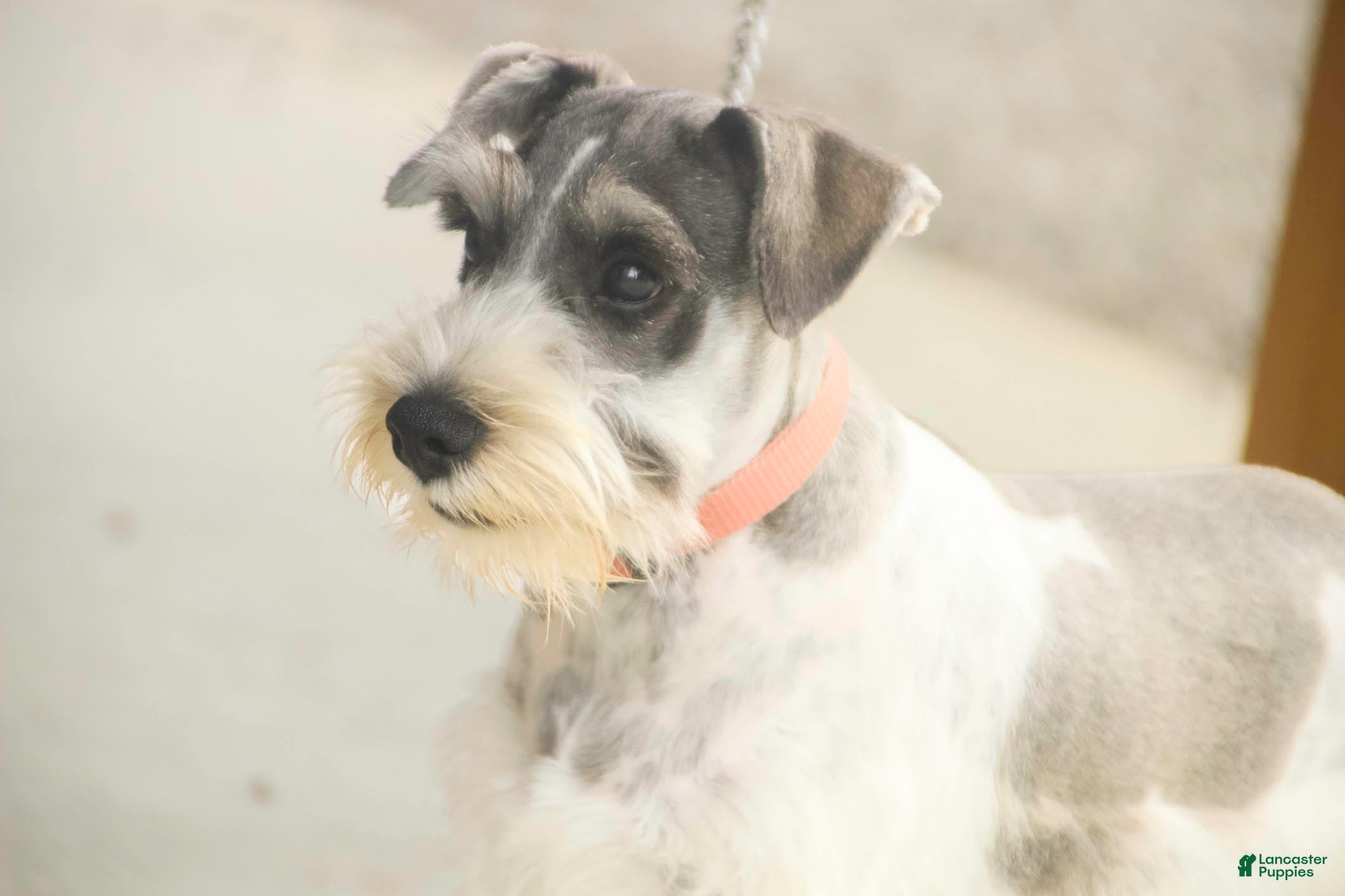 Miniature Schnauzer dogs Quinn Miniature Schnauzer (crate and leash Trained) - Ad 2