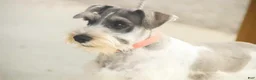 Miniature Schnauzer dogs for sale: Quinn Miniature Schnauzer (crate and leash Trained) - Ad 9