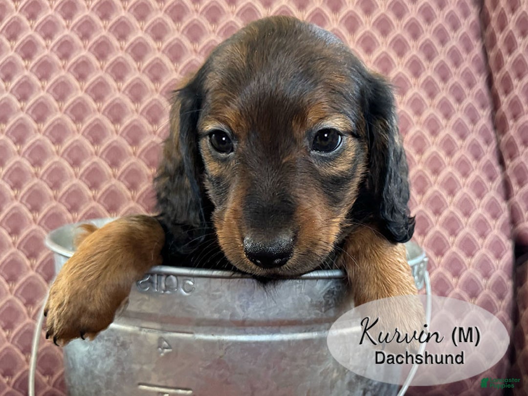 Dachshund dogs for sale: Kurvin - Ad 3