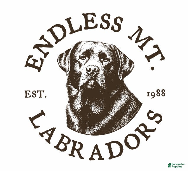 Labrador Retriever dogs Labrador Retriever 7 - Ad 2