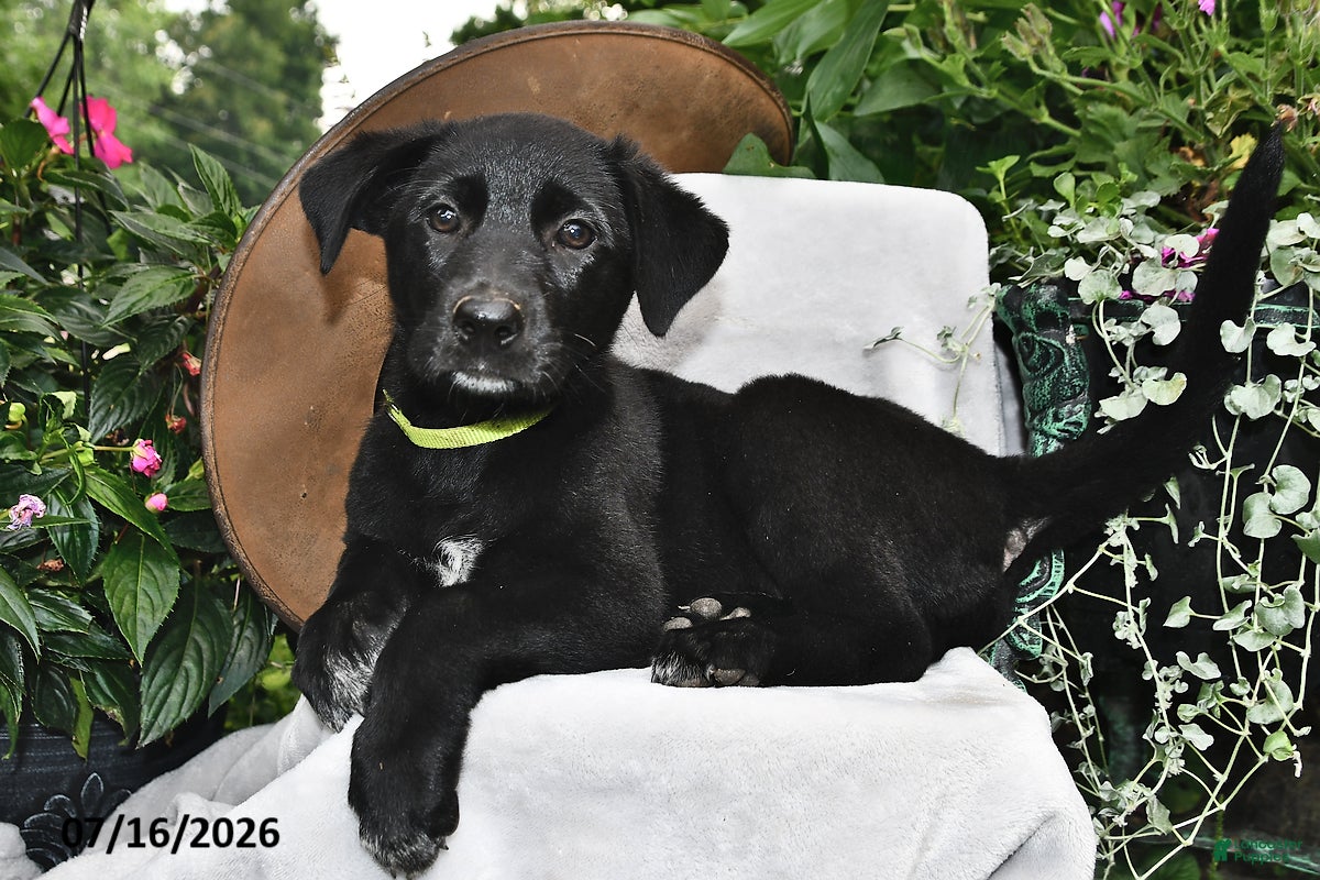 Sheprador dogs Daisy  - Ad 1