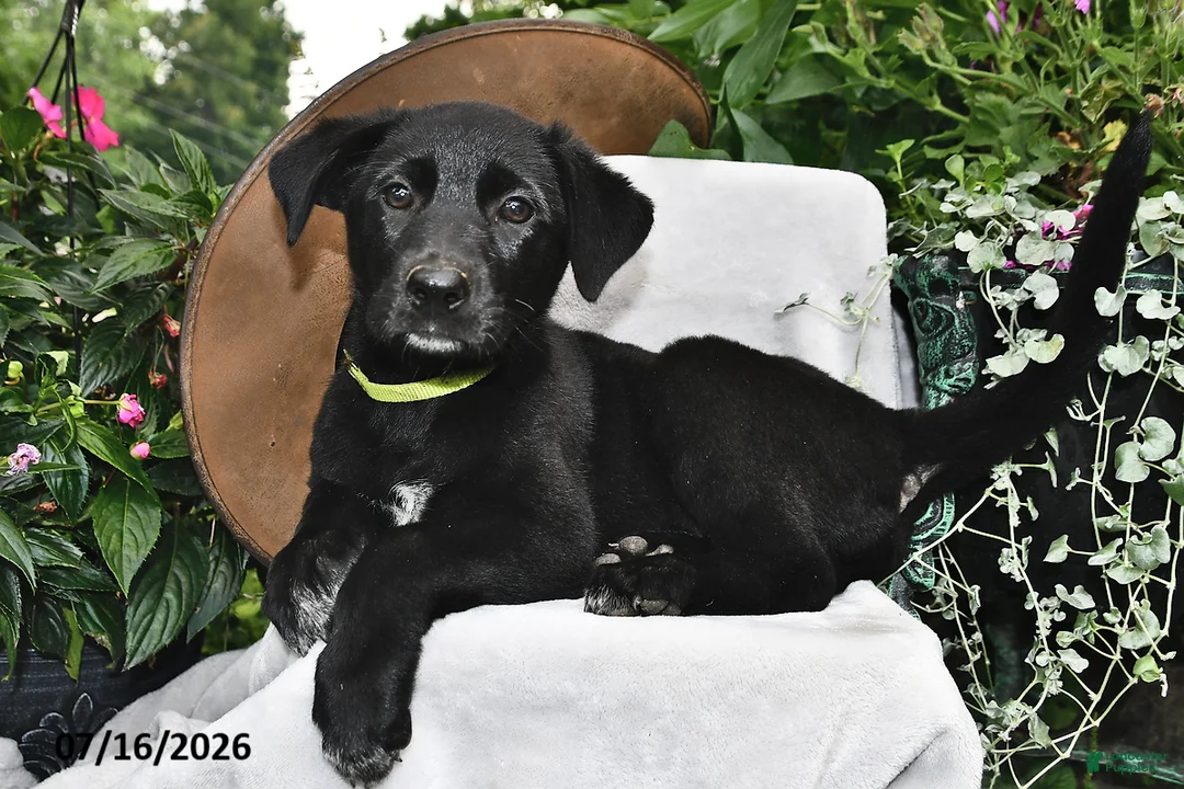 Sheprador dogs for sale: Daisy  - Ad 1