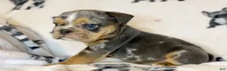 English Bulldog dogs for sale: Versace - Ad 52