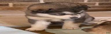 Alaskan Malamute Puppy 2