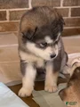 Alaskan Malamute Puppy 2
