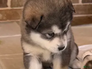 Alaskan Malamute dogs Alaskan Malamute Puppy 2 - Ad 5