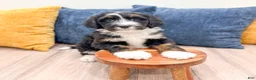Bernedoodle dogs for sale: Bunkie - Ad 2