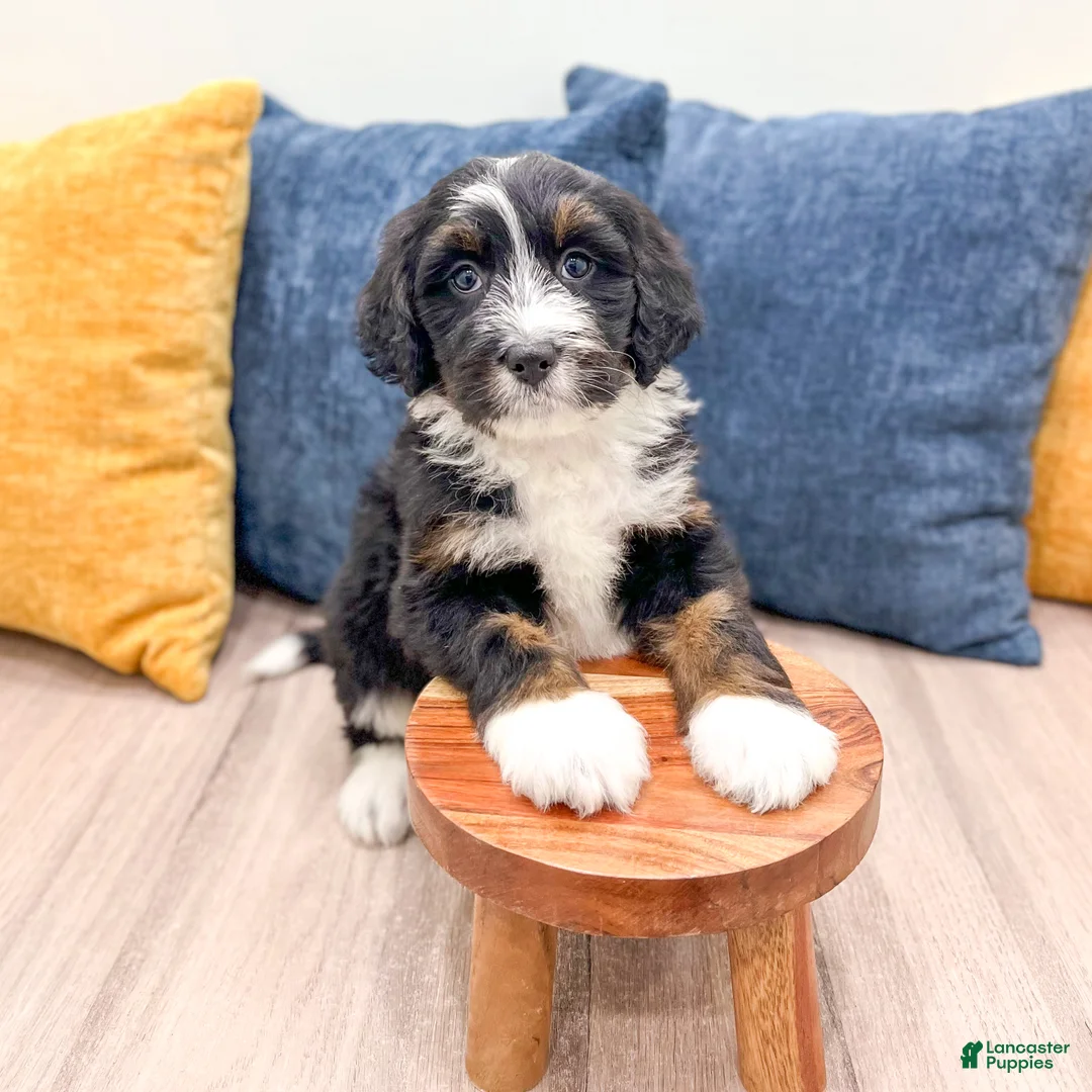 Bernedoodle dogs for sale: Bunkie - Ad 2