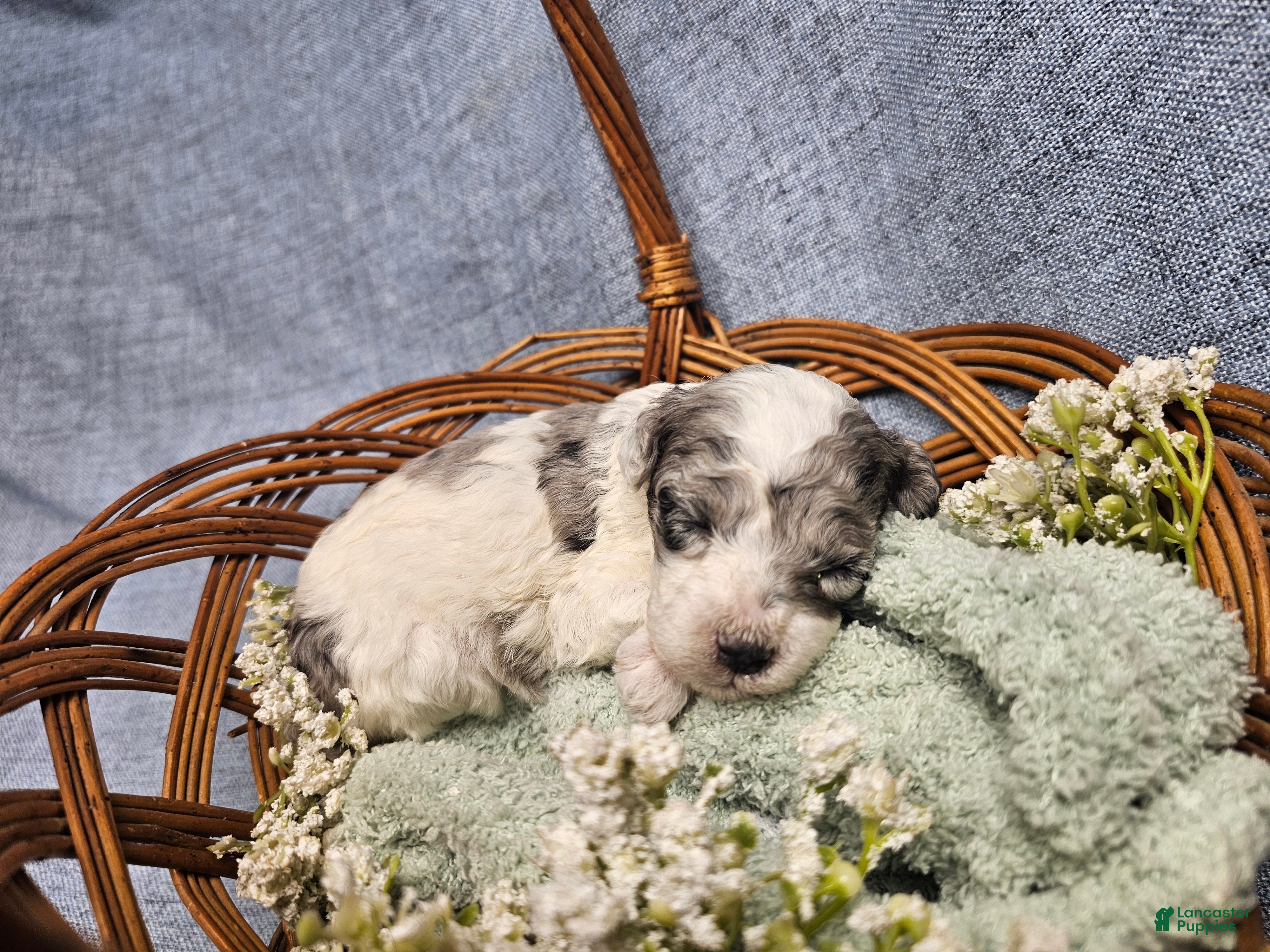 Mini Goldendoodle dogs for sale: Maple - Ad 1