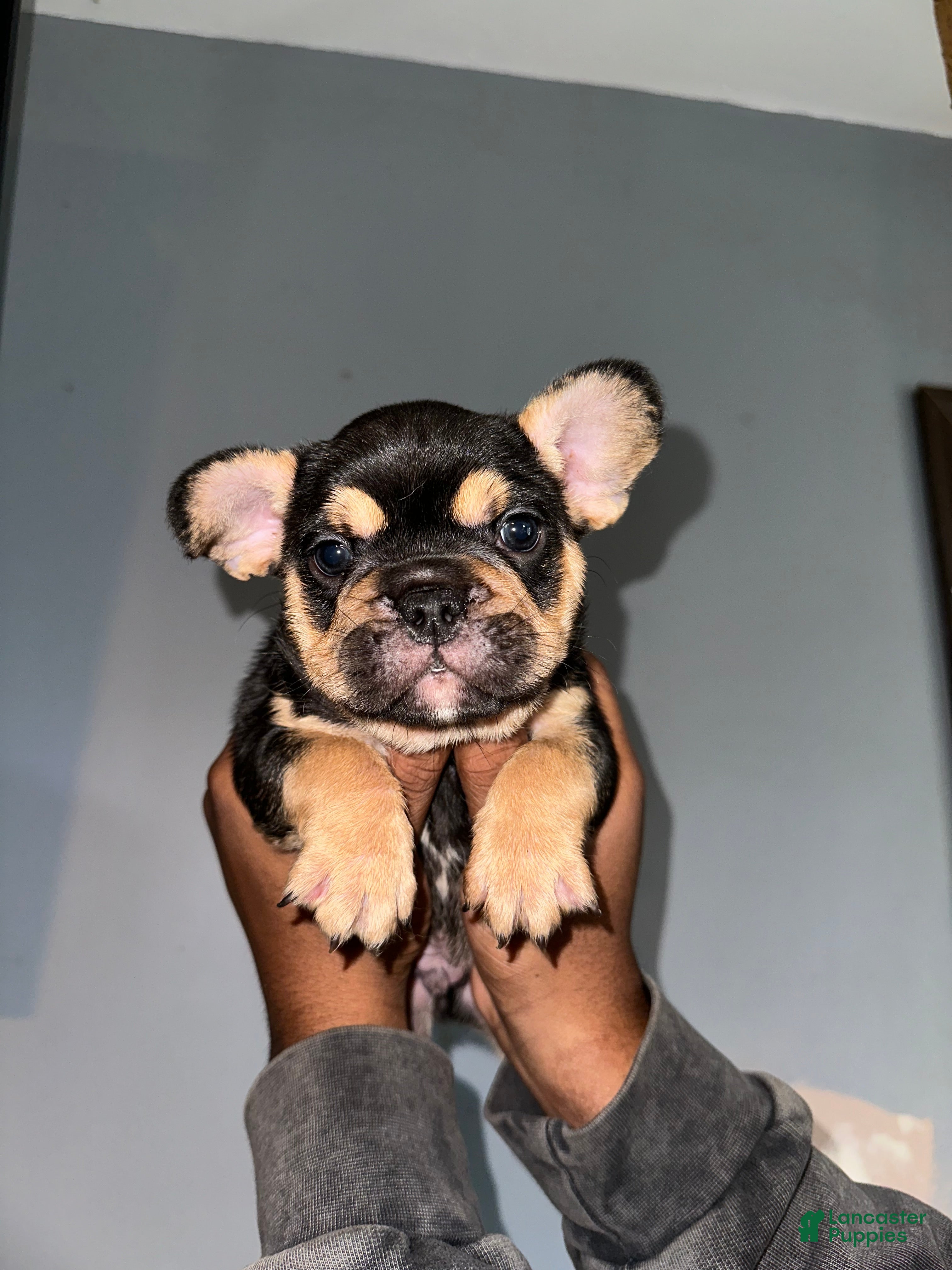French Bulldog dogs Rotti - Ad 1